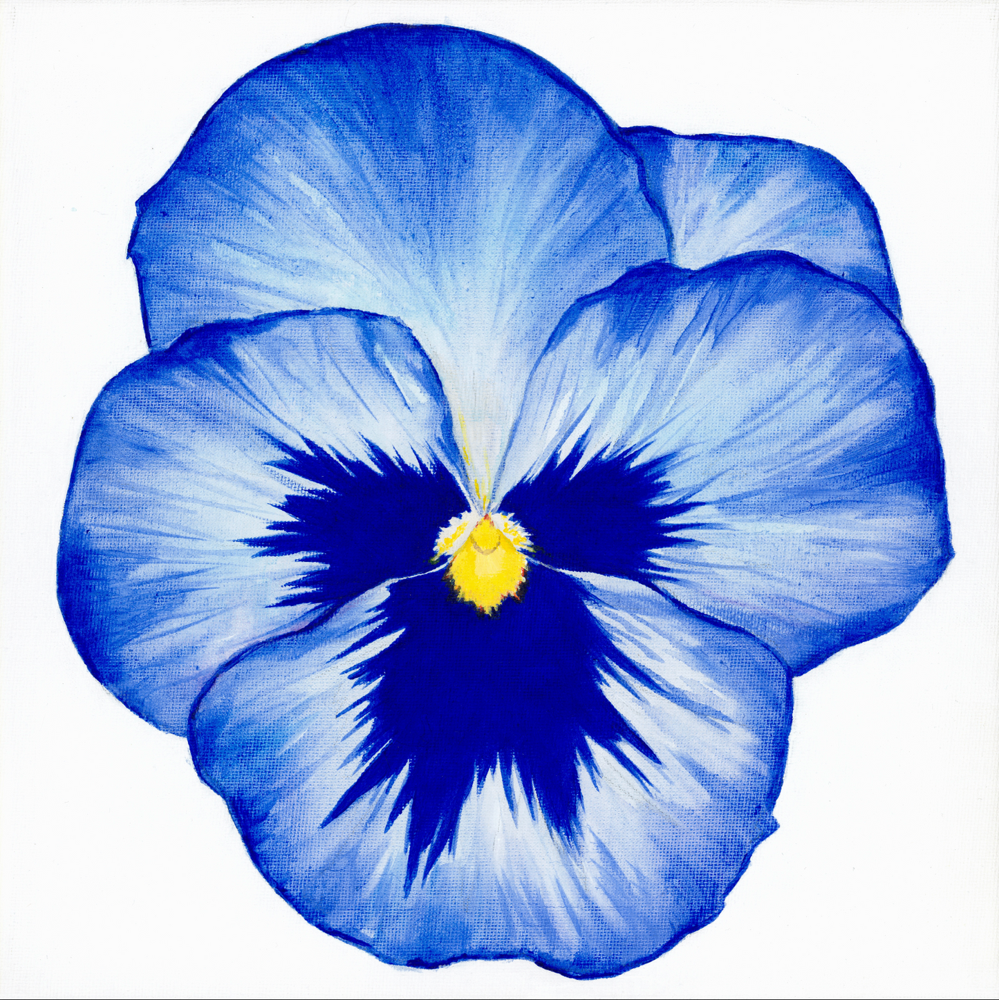 Pansy - Modern Art Print